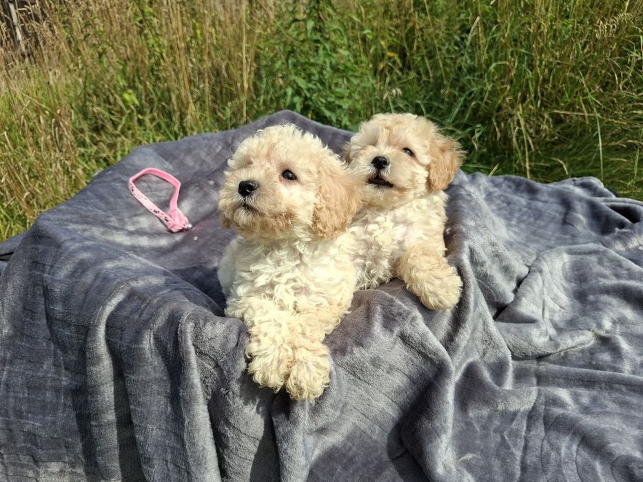 maltipoo szczeniak
