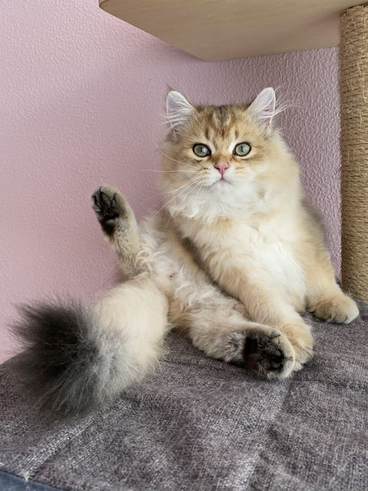 Gato British Longhair Golden