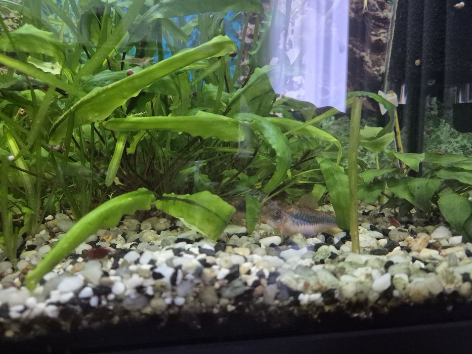 Sprzedam akwarium 60l