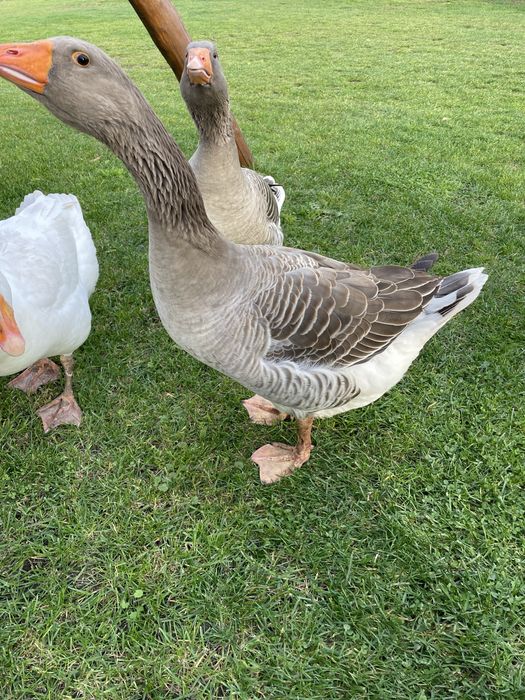 Gęsi landes parka i kołudzka