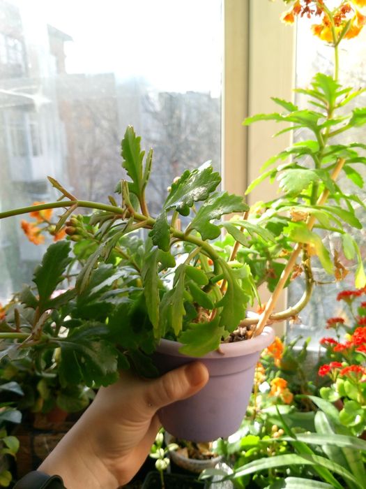 Каланхоэ цветущий (оранжевый и красный)и кумкват