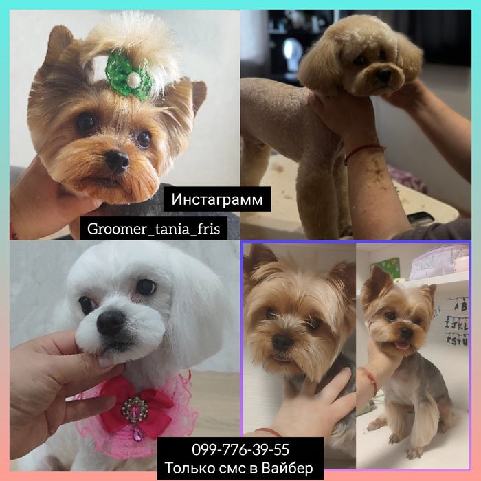 Груминг стрижка йоркширских терьеров 650грн
