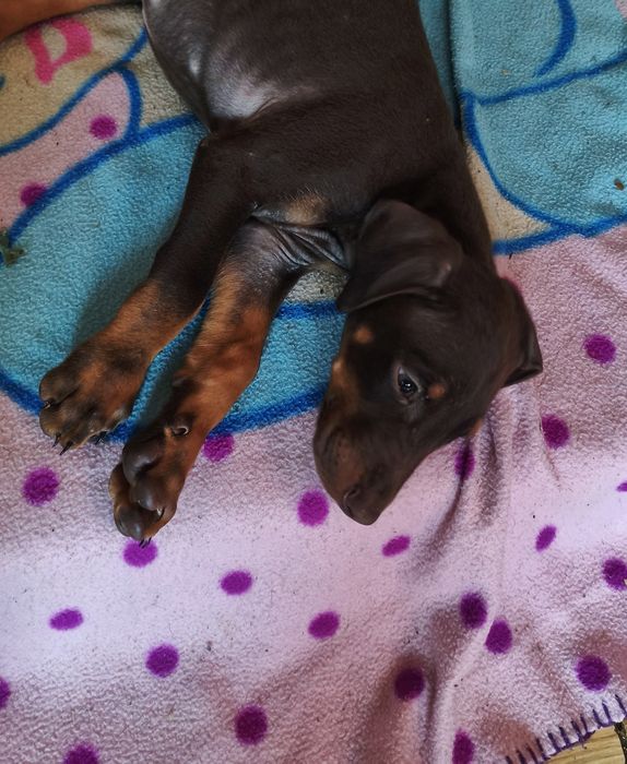 Doberman szczeniaki już do odbioru