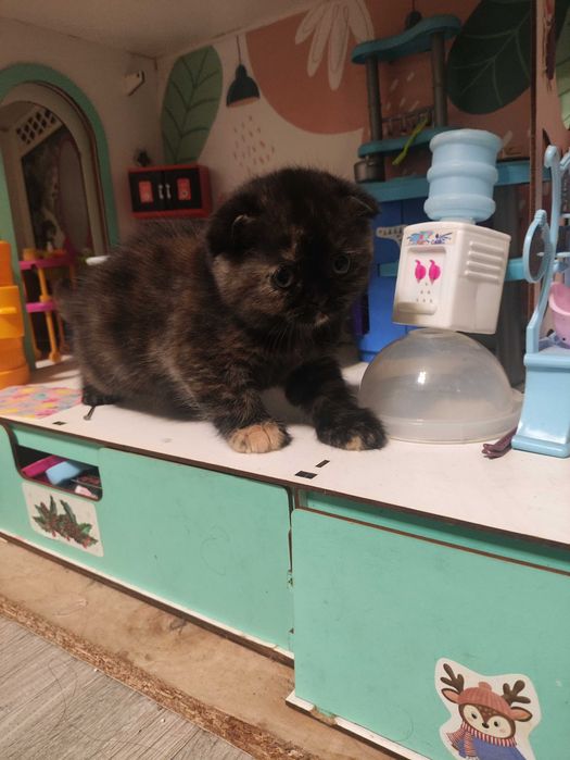 Кошенята Скотиш фолд