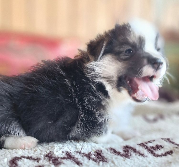 Вельш Корги Пемброк