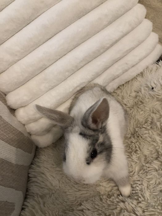 Królik miniaturka karzełek