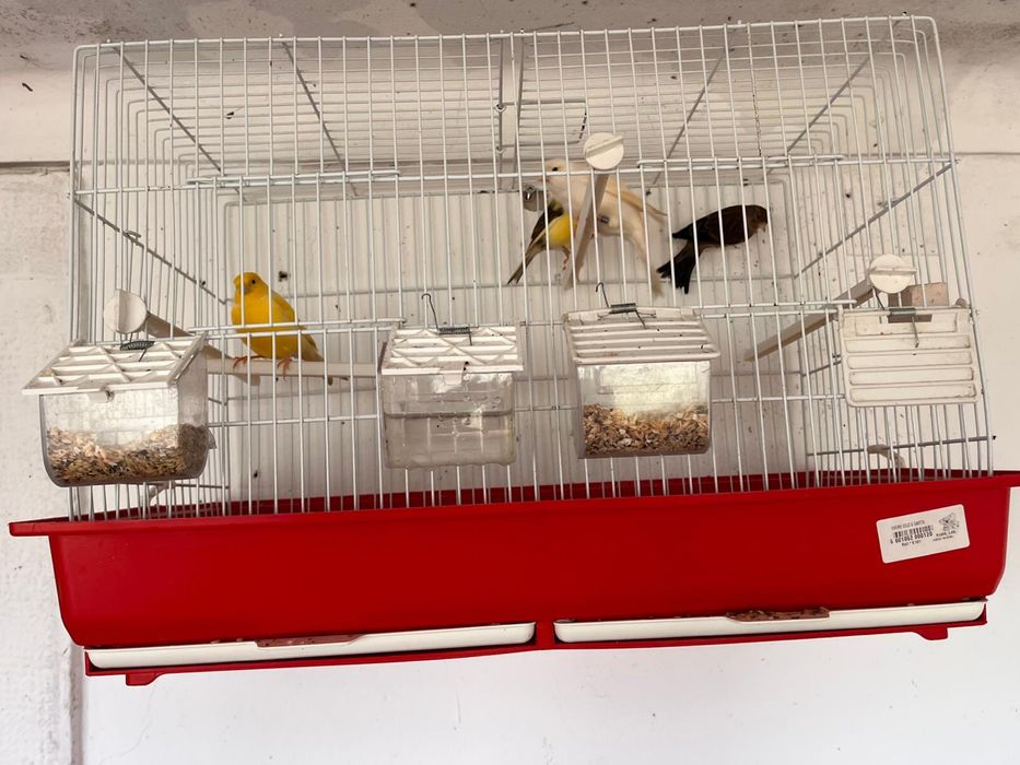 Vendo canarios belga com gaiola
