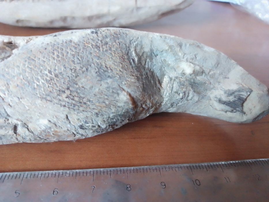 Fóssil Peixe Cretácico