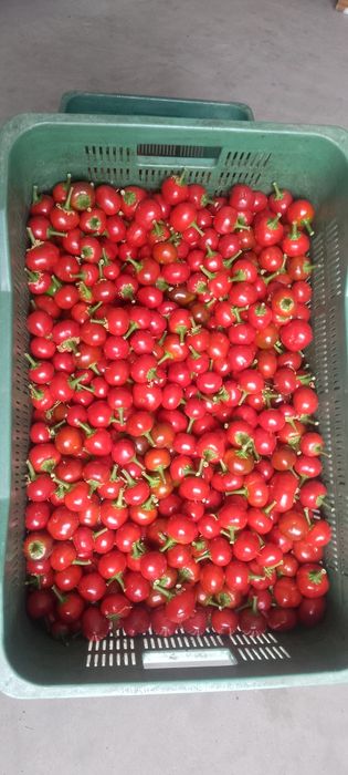 Papryka ceresniowa ostra 1kg