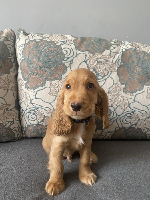 Англійський кокер спаніель