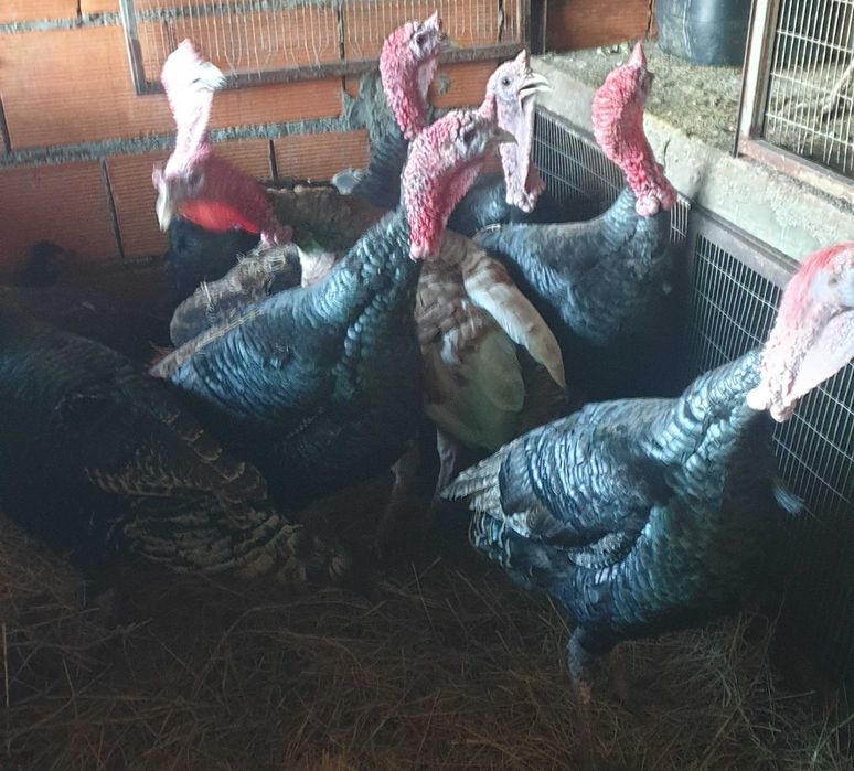 Gansos patos garnizas  perus