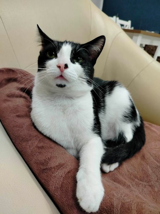 Mysio-Pysio kotek szuka domu adopcja Rybnik