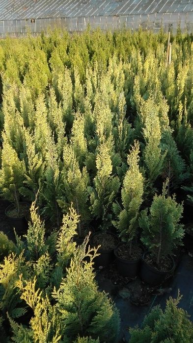 cyprys lawsona kolumnaris, columnaris, ivonne, stewartti