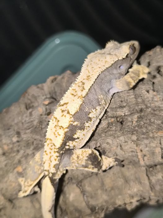 Gekon orzęsiony extreme harlequin samica