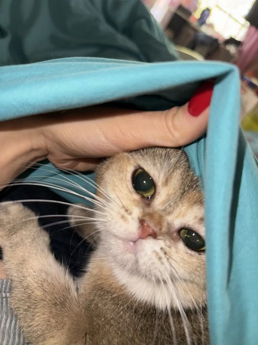 Золота шиншила  10 місяціа