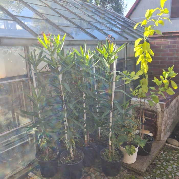 Oleander drzewka 1m