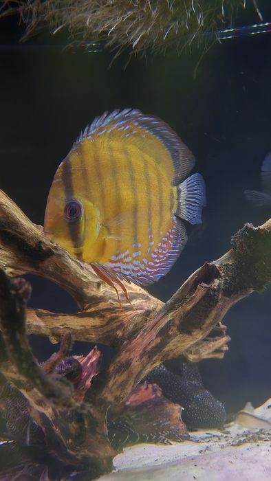 Dzikie paletki  Brown Heckel 4 szt.