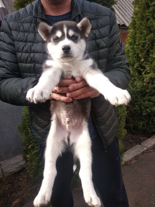 Продам цуценят Хаскі