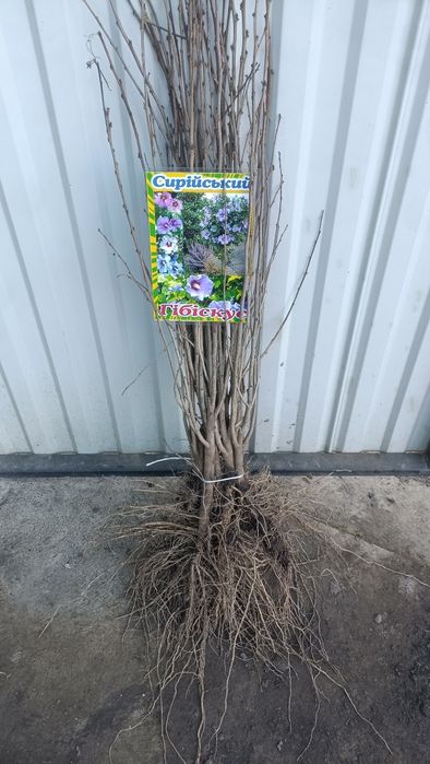 Продам гарні саджанці Гібіскуса!