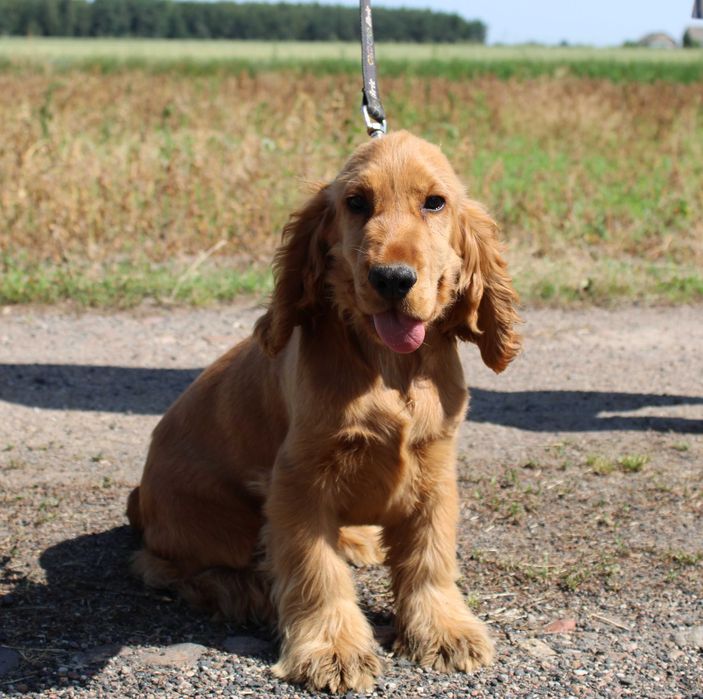 Cocker spaniel angielski piesek