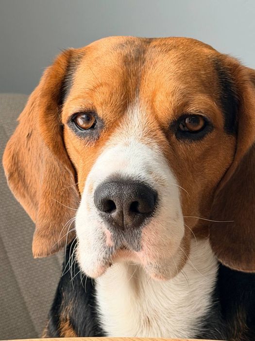 Бигль ! Случка, вязка