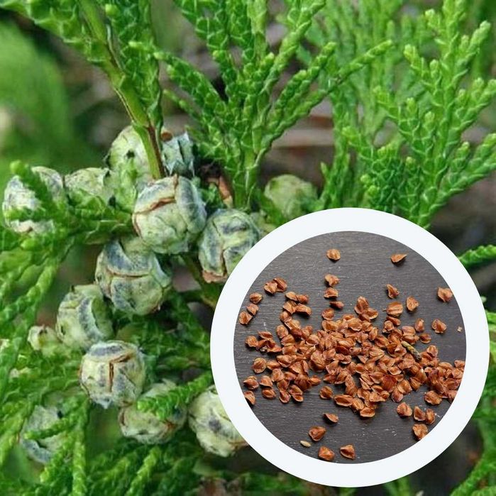 Кипарис насіння (4 види) кипарисовик семена хвойних є безкошт доставка