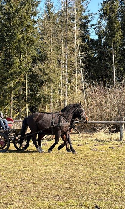 Wałach śląski 4 letni