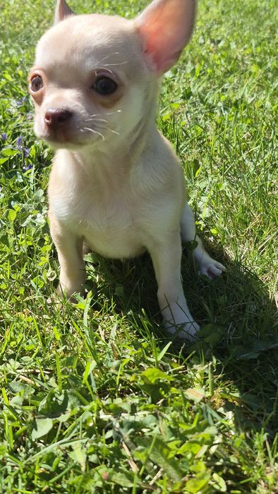 Piesek  chihuahua gotowy do odbioru