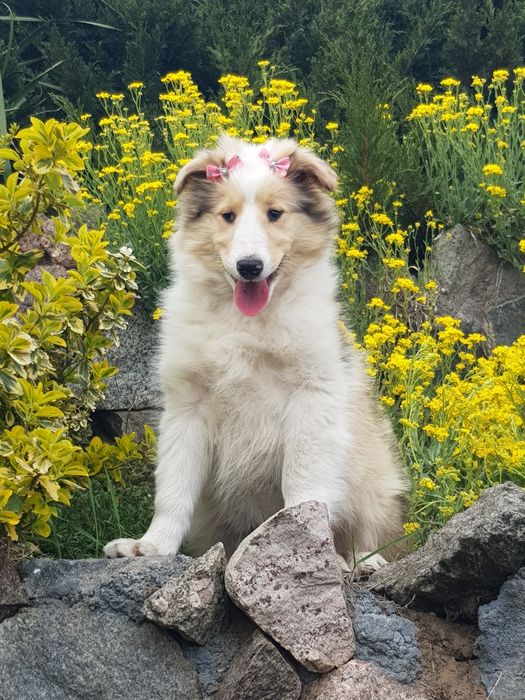 Owczarek szkocki collie