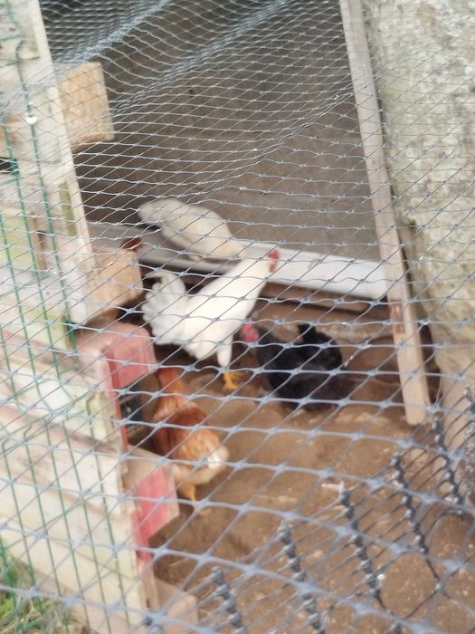 Galinhas poedeiras e leghorn