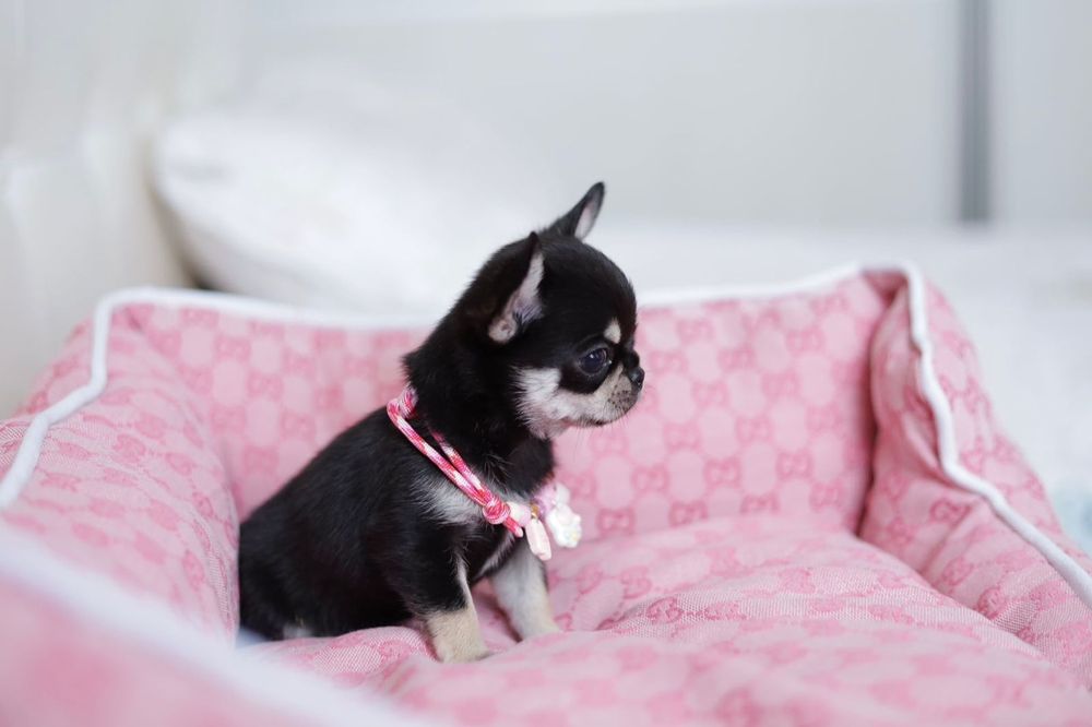 Mini dziewczynka chihuahua fci