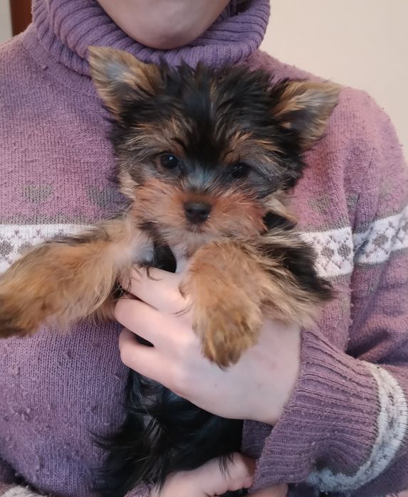 Маленькі йоркшерські тер'єри