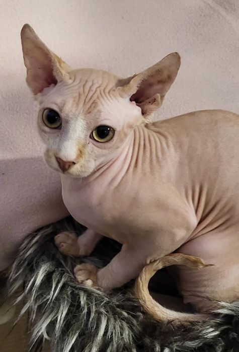 Sfinks kocurek- BUBU-