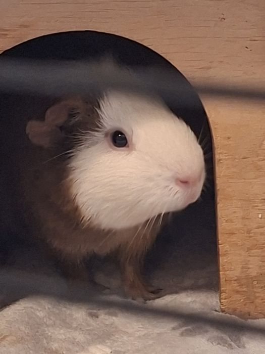 Oddam świnki morskie samce 8 miesięcy z wybiegiem i akcesoriami