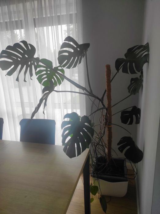 Piękna duża Monstera 180cm