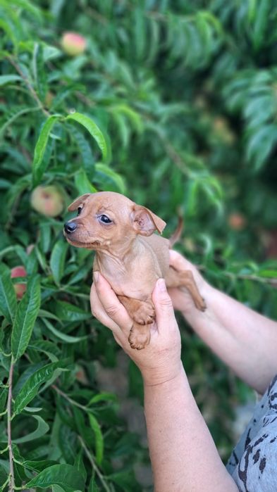 Pinscher macho preto afogueado