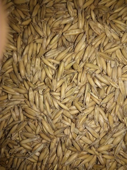 owies rambo nabyty 2025r czyszczony petkusem