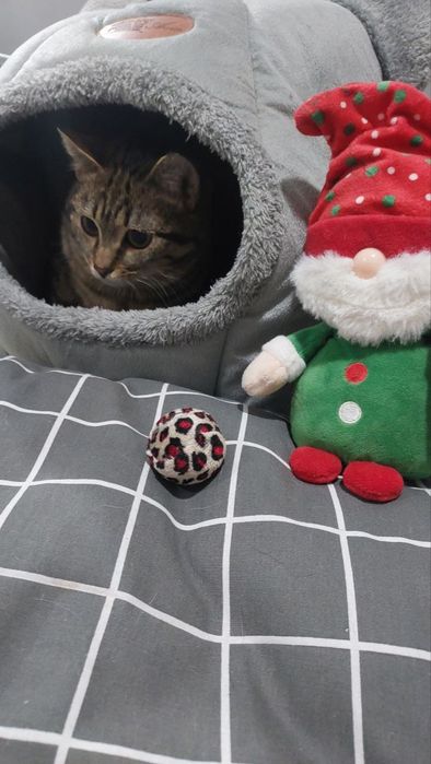 Котик в добрі ручки!