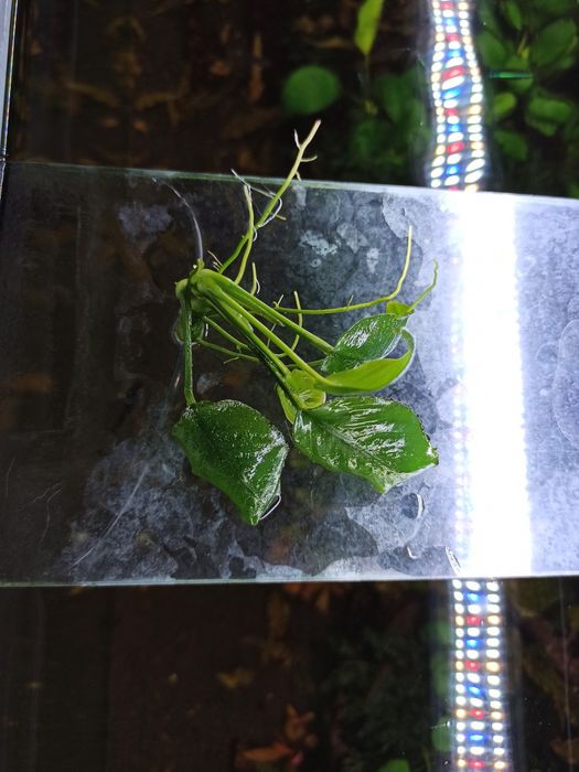 Plantas aquaticas
