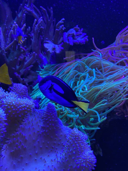 Морской аквариум