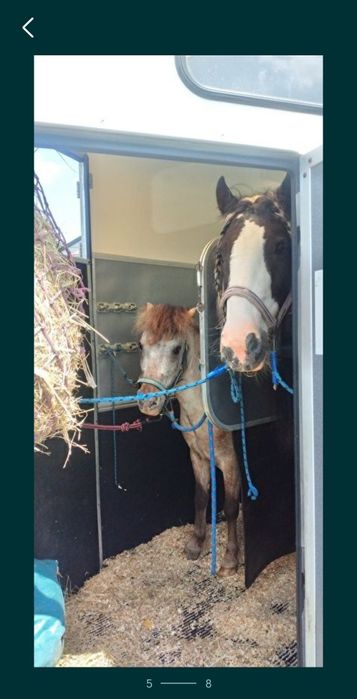 PILNE Wszechstronny kuc cygański klacz tinker gypsy irish cob + FLEXINEB