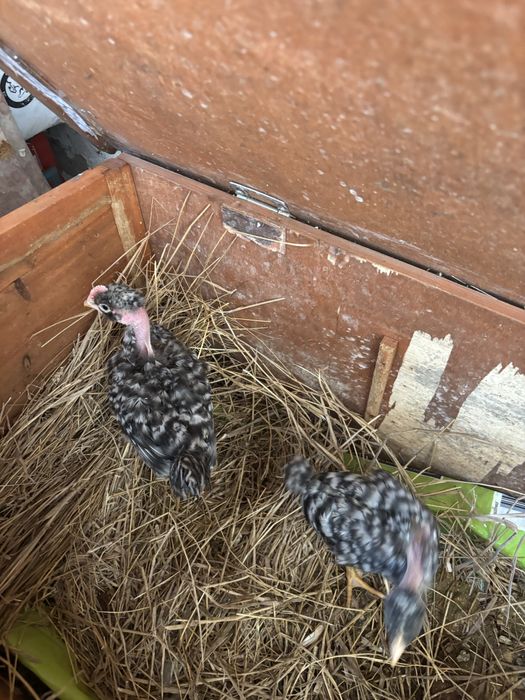 Trio pedres para venda