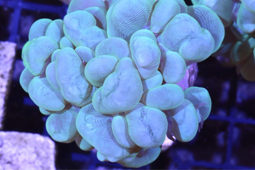 Plerogyra Simplex Green BubBle FLUOLAMPS WYSYLKI