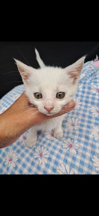 Кошенята котики безкоштовно Мала Виска