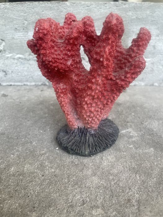 Корал для акваріума