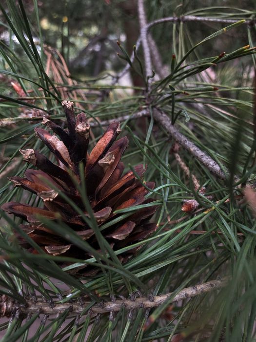 Шишки для декорацій