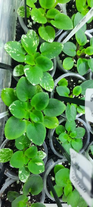 Дітки сортової фіалки ,від 35 грн