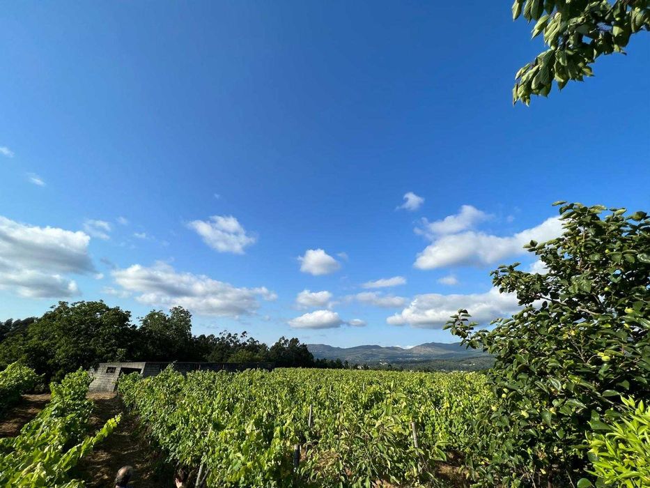 Quinta com vinha em Valença (Torre, São Julião)