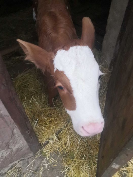 Продам теличку 20 днiв