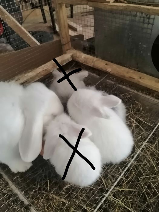 Coelhos orelhudos Albinos